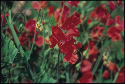 Picture of Sweet Pea Single Colours - Air Warden